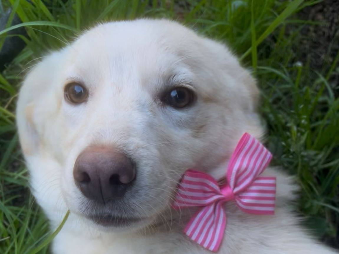 Adotta un cane, femmina, 8 mesi, Crotone