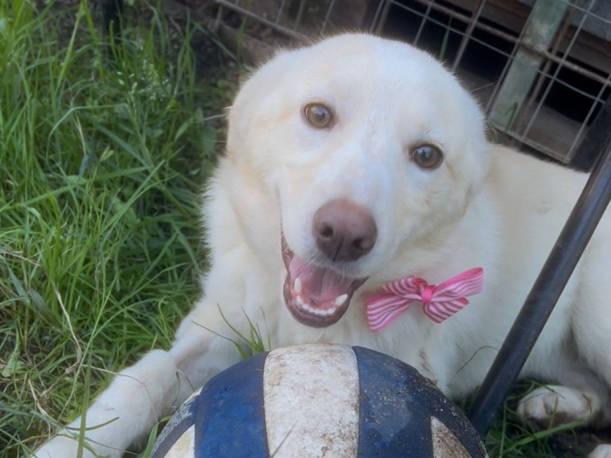 Adotta un cane, taglia media, femmina, Crotone