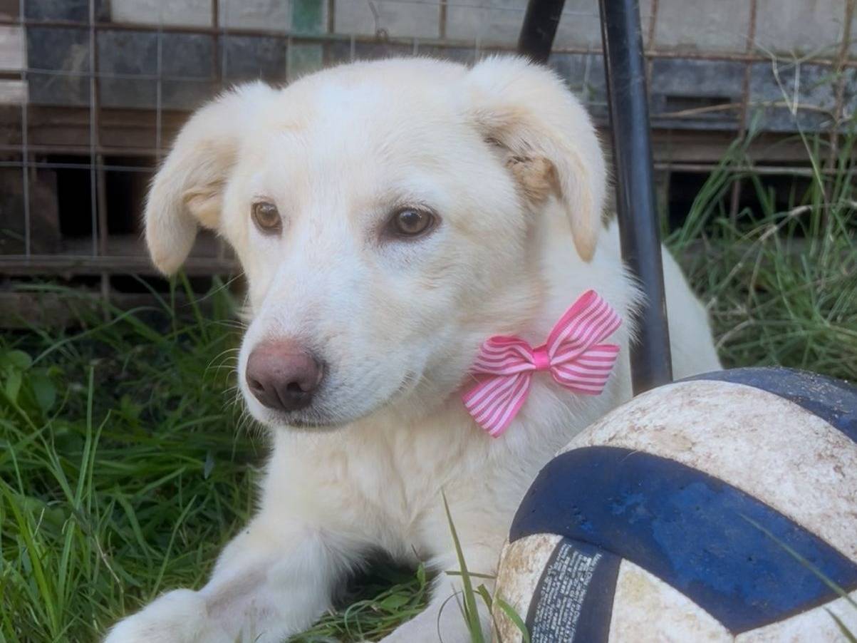 Vuoi adottare un cane a Crotone?