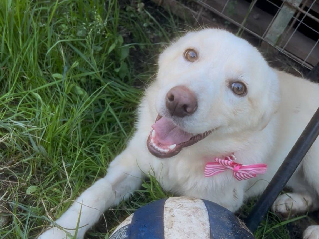 Adotta il cane Zoomy a Crotone