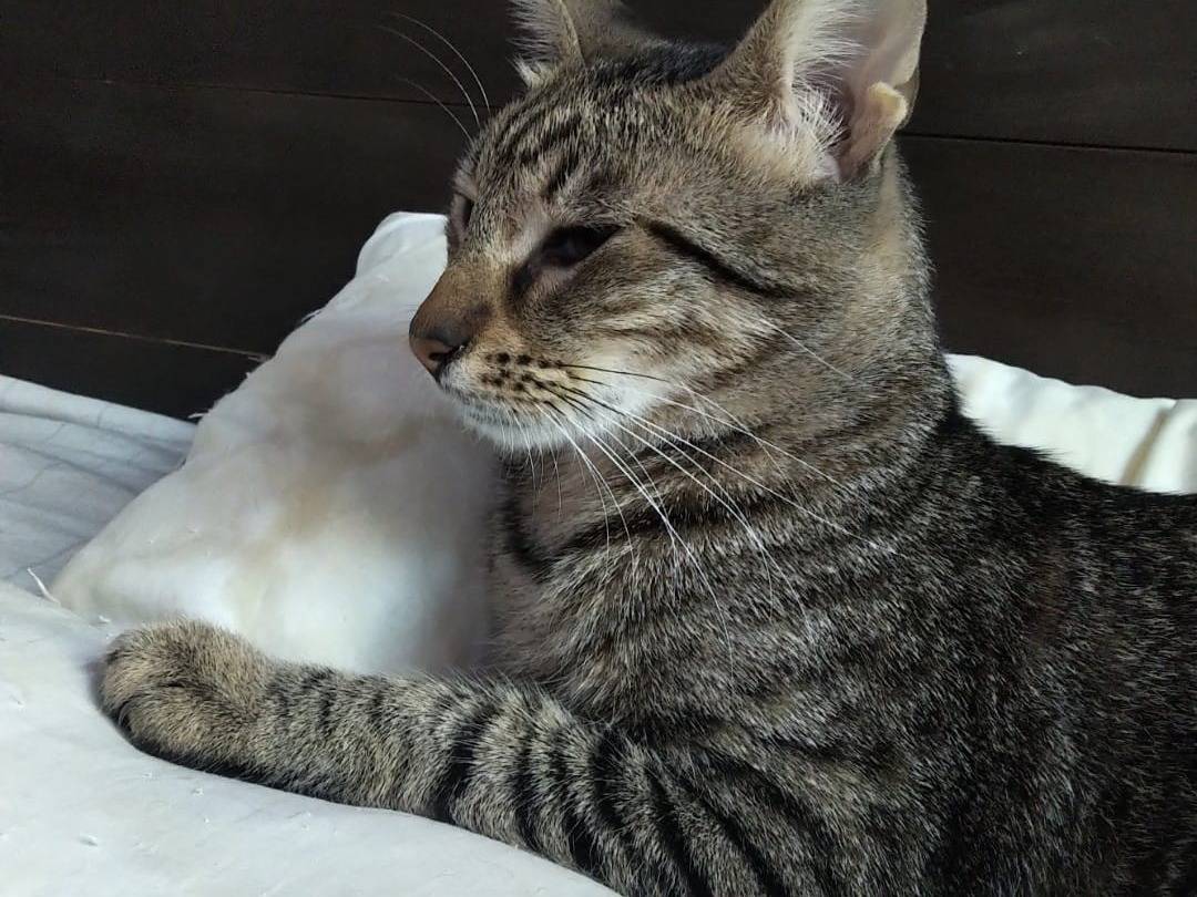 Adozione gatto, maschio, Razza sconosciuta Razza sconosciuta, 1 anno e 5 mesi, taglia non valida, Bari