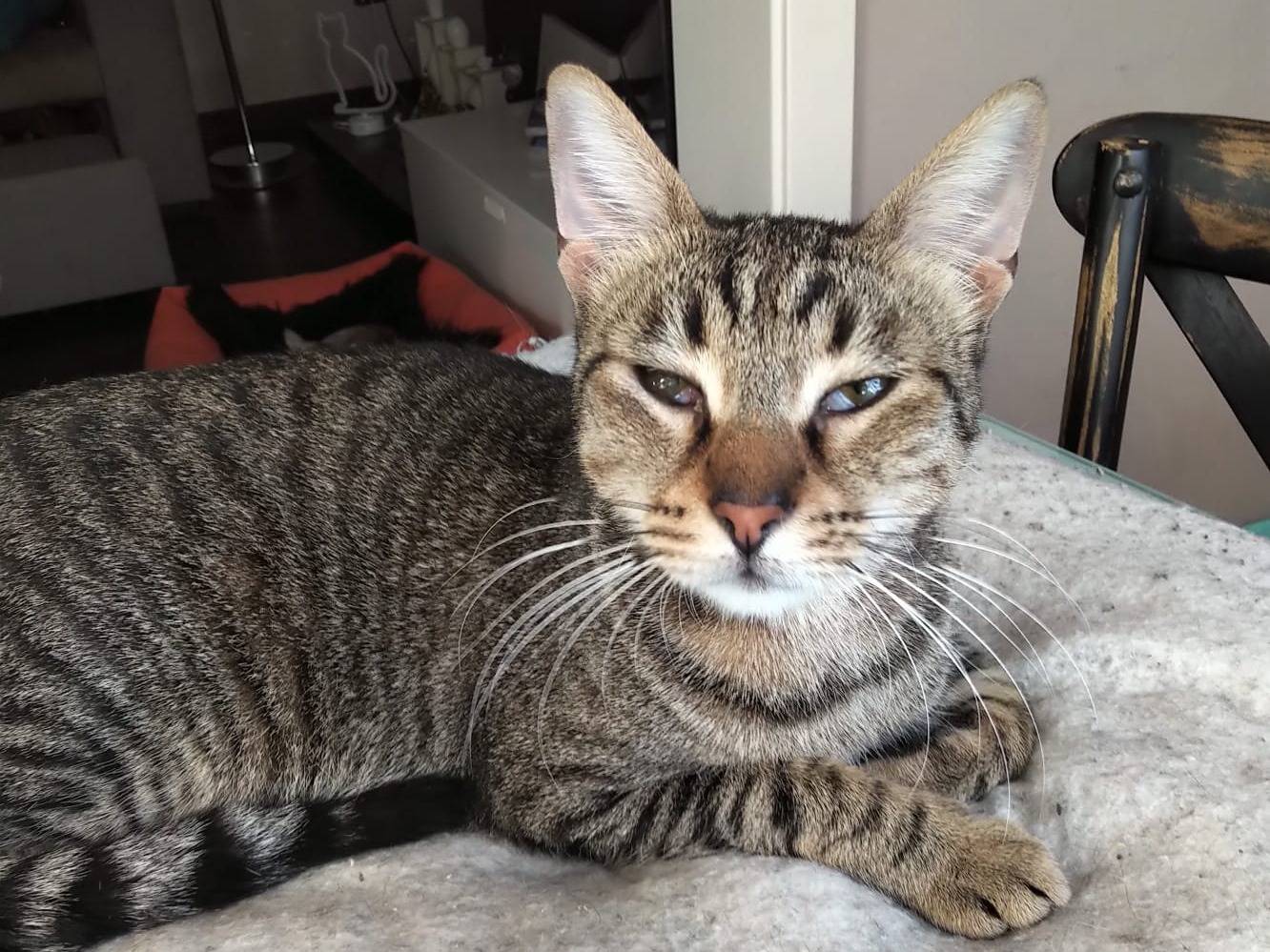 Adotta un gatto, maschio, 1 anno e 5 mesi, Bari