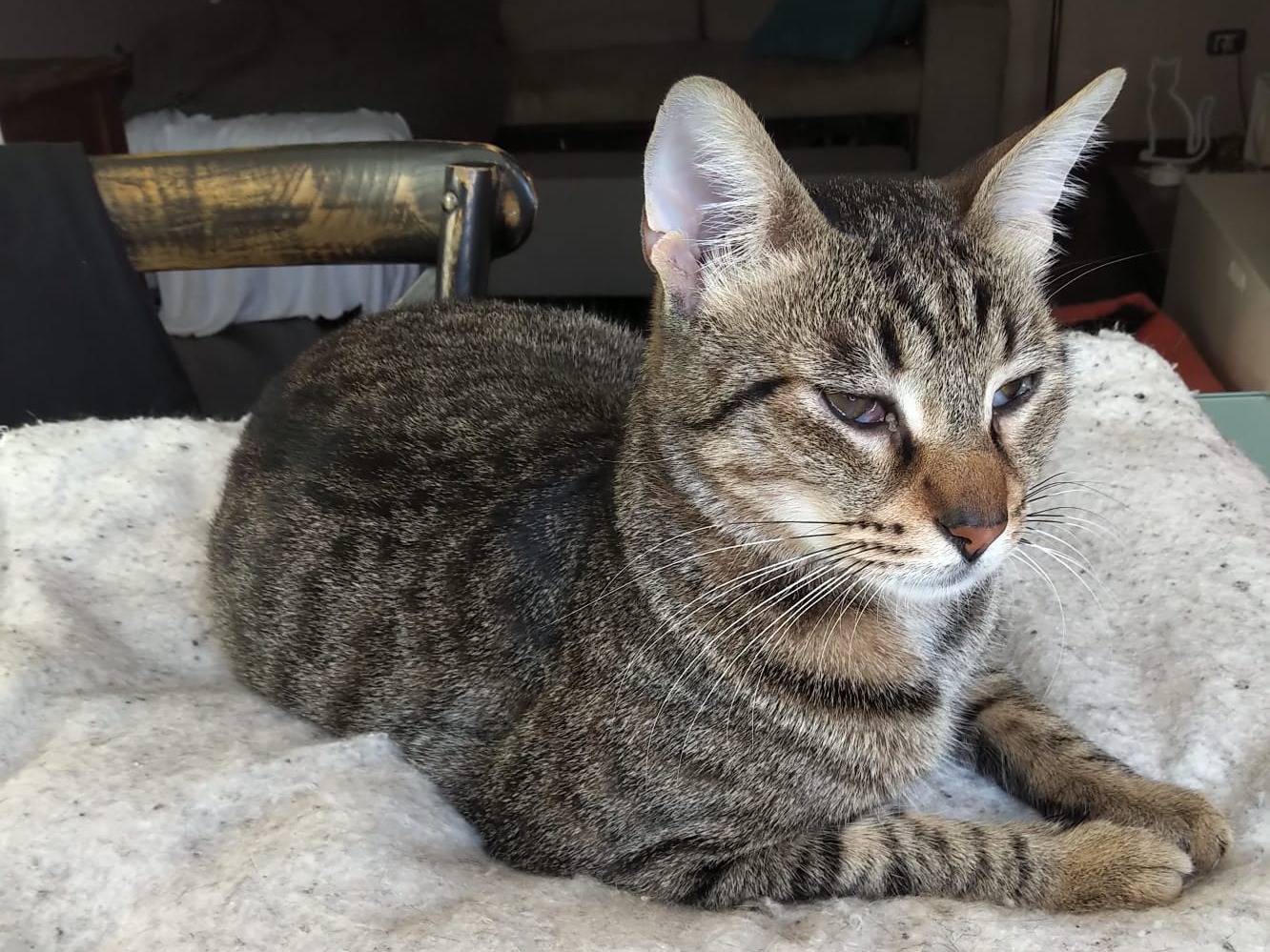 Adotta un gatto, taglia non valida, maschio, Bari