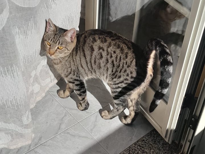 Adozione gatto, maschio, Razza sconosciuta Razza sconosciuta, 7 mesi, taglia non valida, Monza