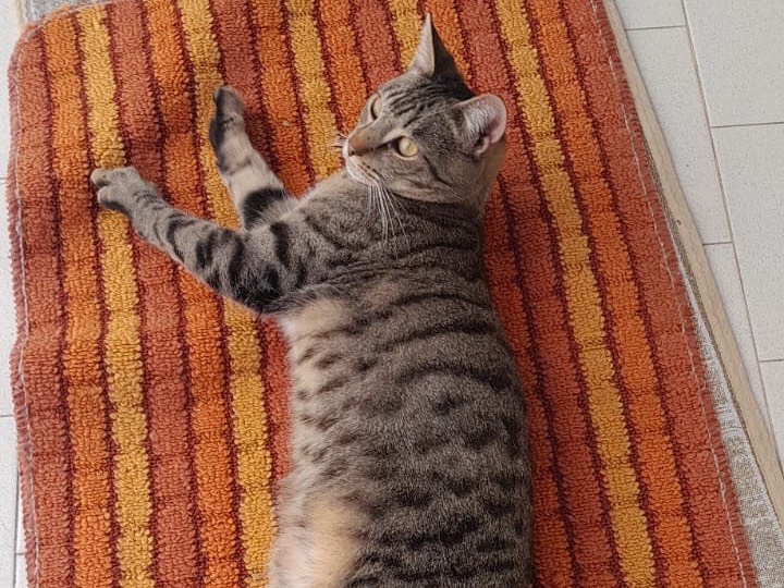 Adotta un gatto, maschio, 7 mesi, Monza