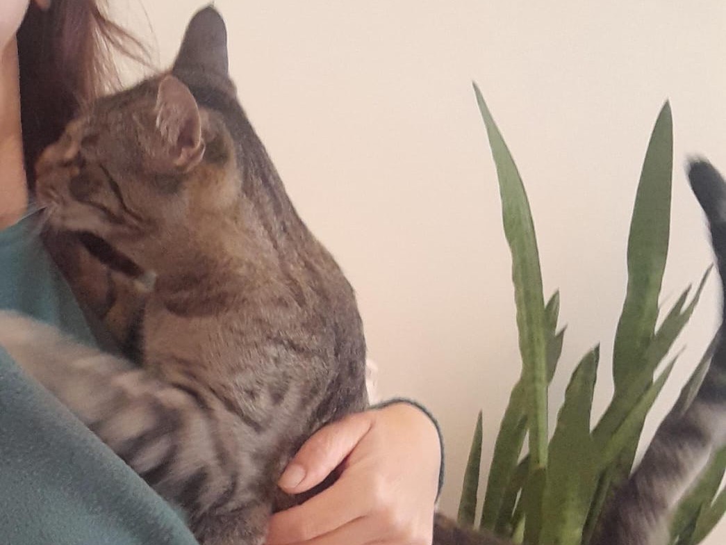 Adotta un gatto, taglia non valida, maschio, Monza