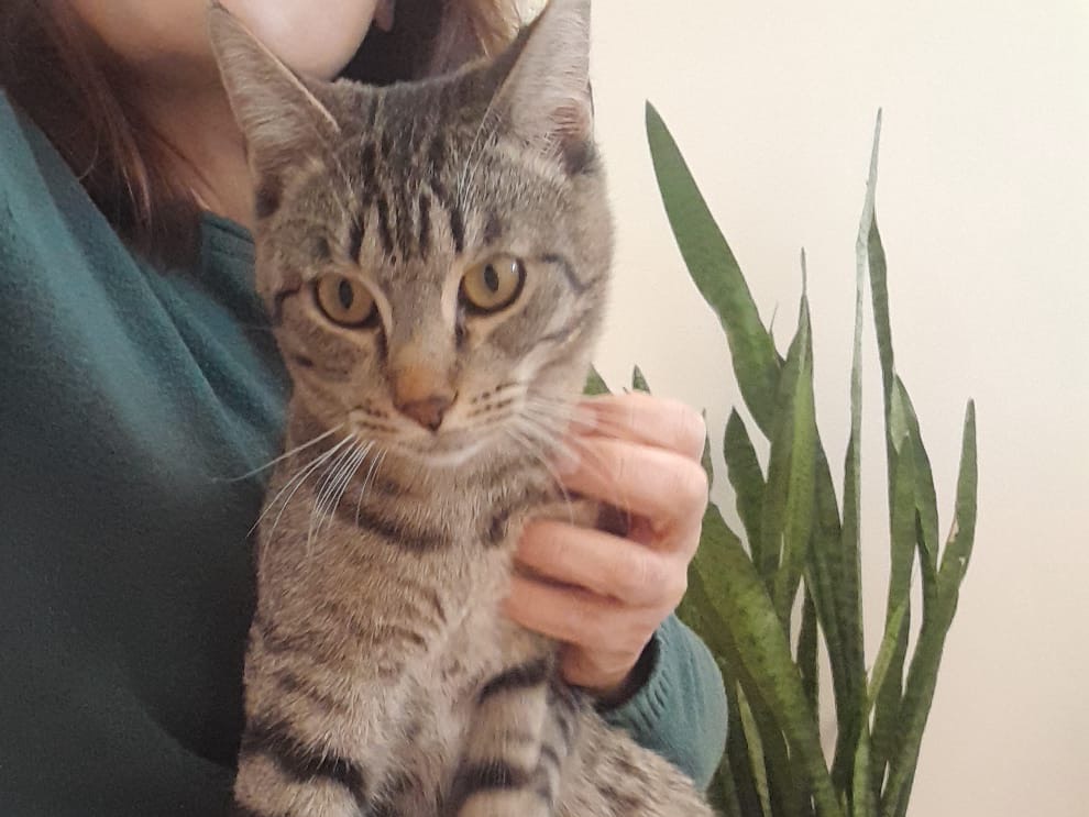 Vuoi adottare un gatto a Monza?