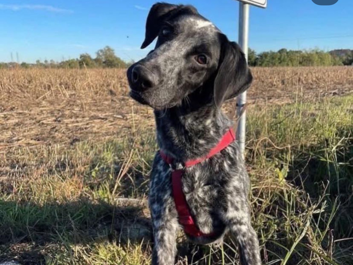 Adozione cane, maschio, Bracco Razza sconosciuta, 5 anni e 1 mese, taglia media, Milano