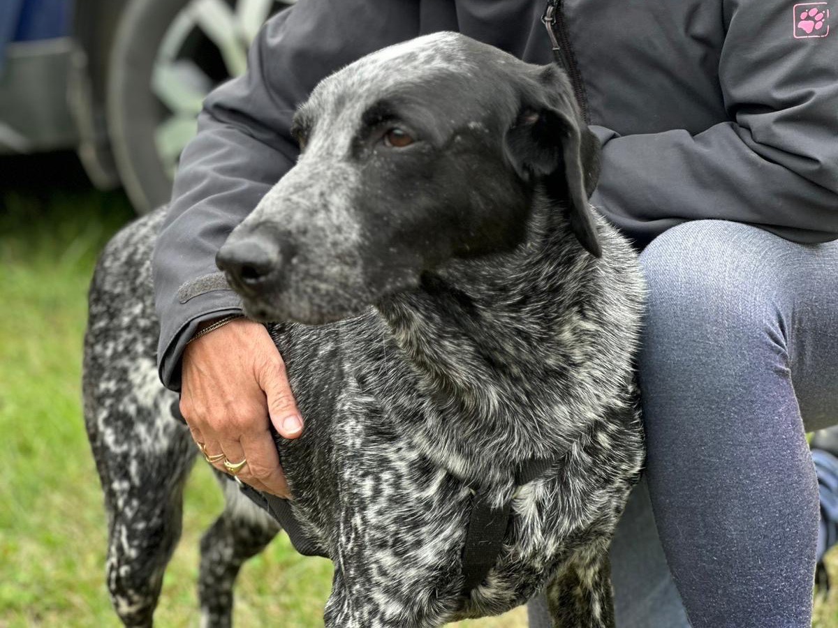 Adotta un cane, maschio, 5 anni e 1 mese, Milano