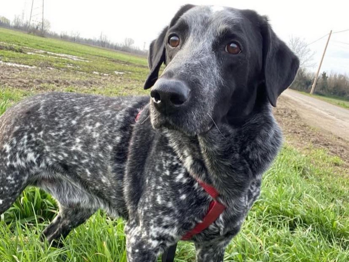 Adotta un cane, taglia media, maschio, Milano