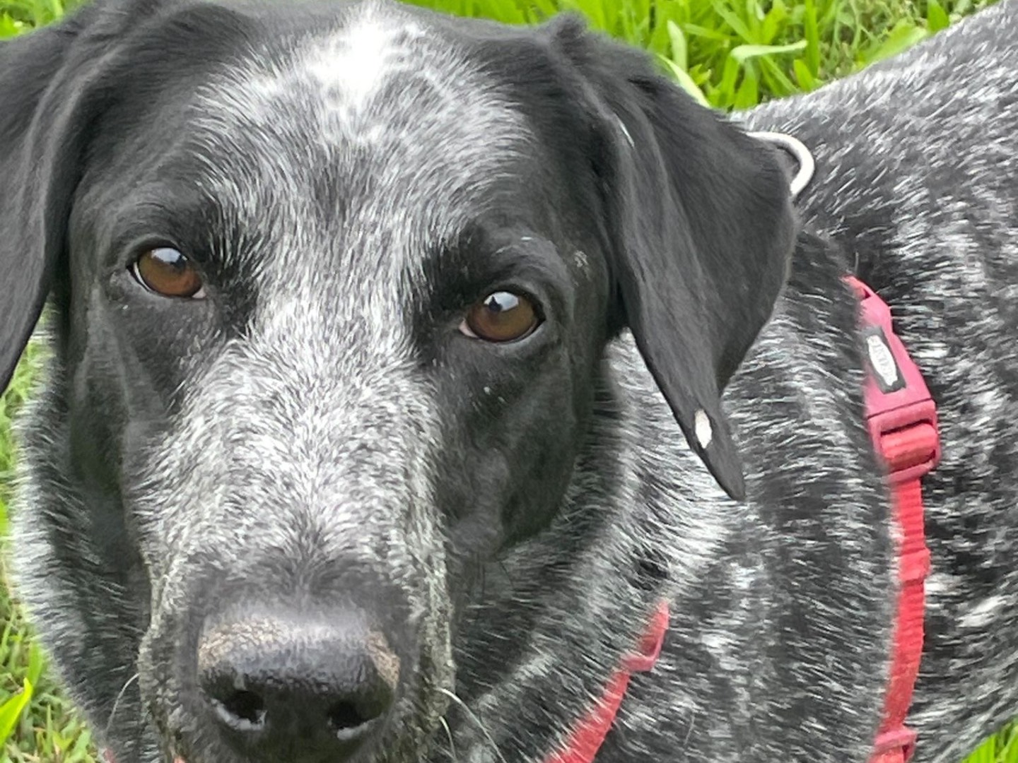 Vuoi adottare un cane a Milano?