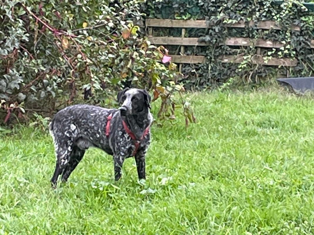 Adotta il cane Koda a Milano