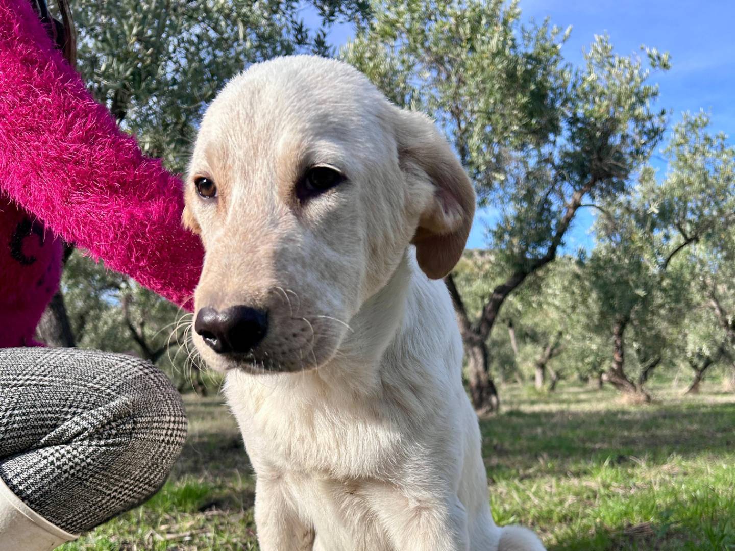 Adotta il cane Cuore a Chieti