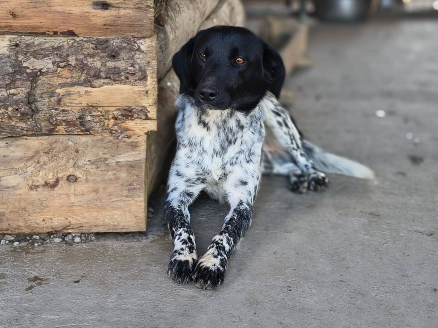 Adozione cane, maschio, Razza sconosciuta Razza sconosciuta, 1 anno e 3 mesi, taglia media contenuta, Crotone