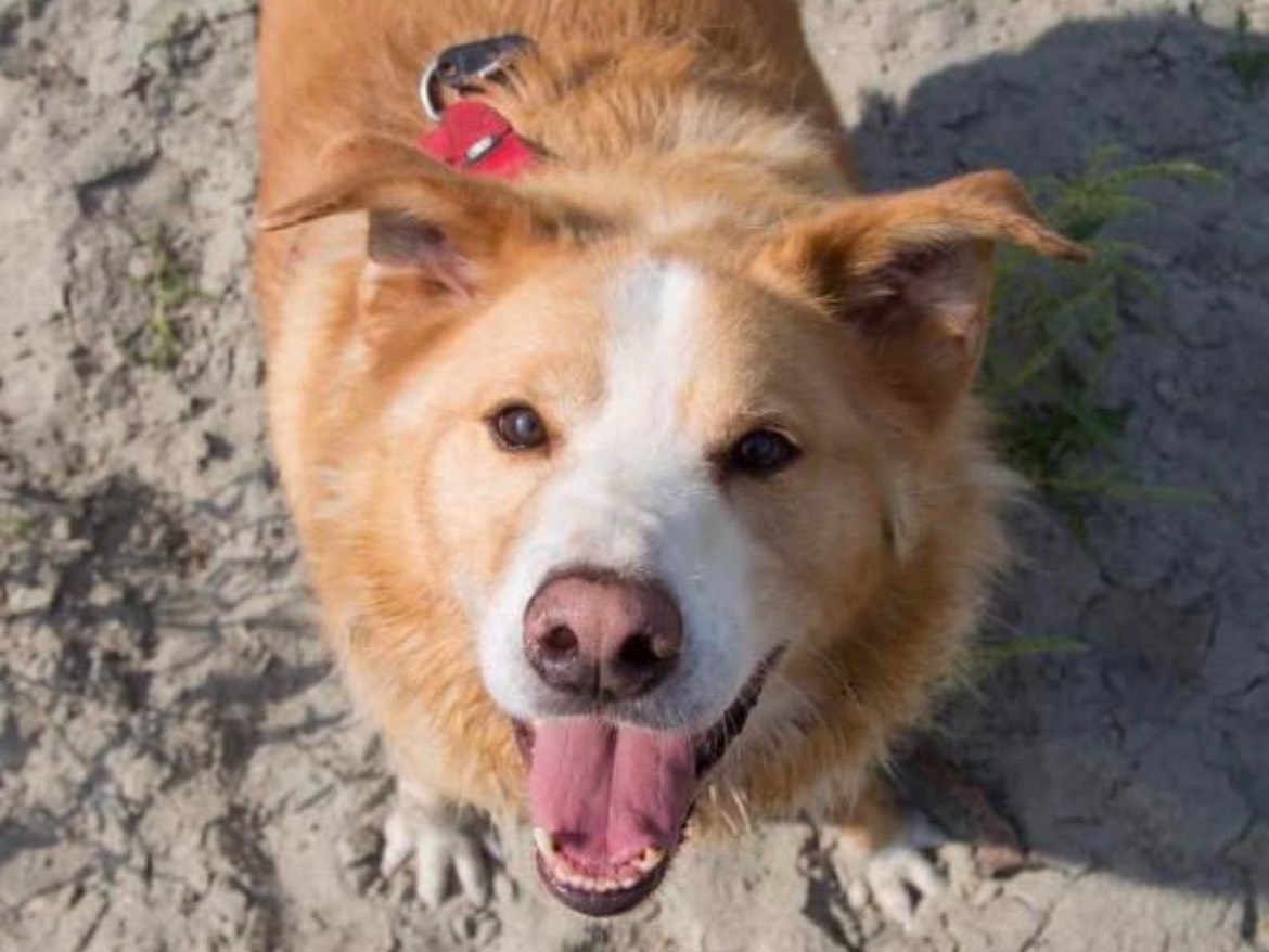 Adozione cane, maschio, Razza sconosciuta Razza sconosciuta, 10 anni, taglia grande, Milano