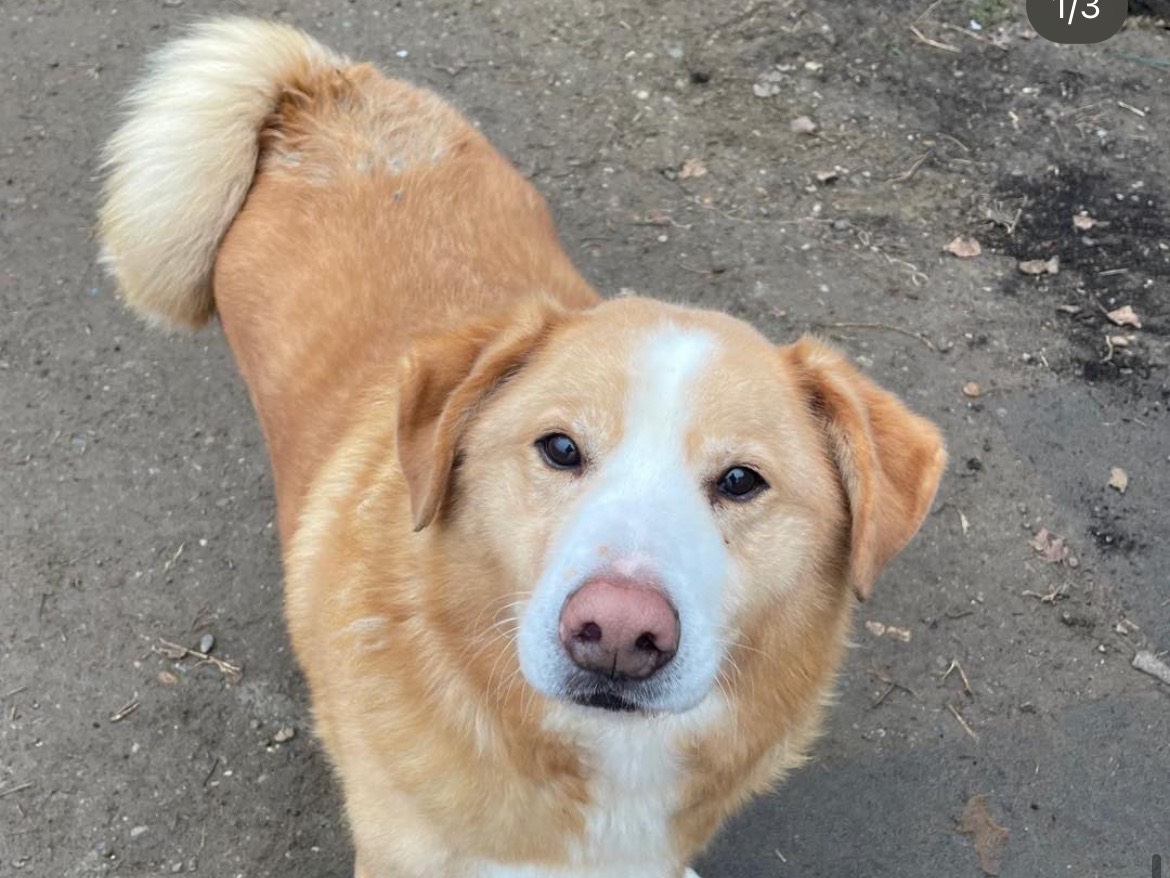 Adotta un cane, maschio, 10 anni, Milano