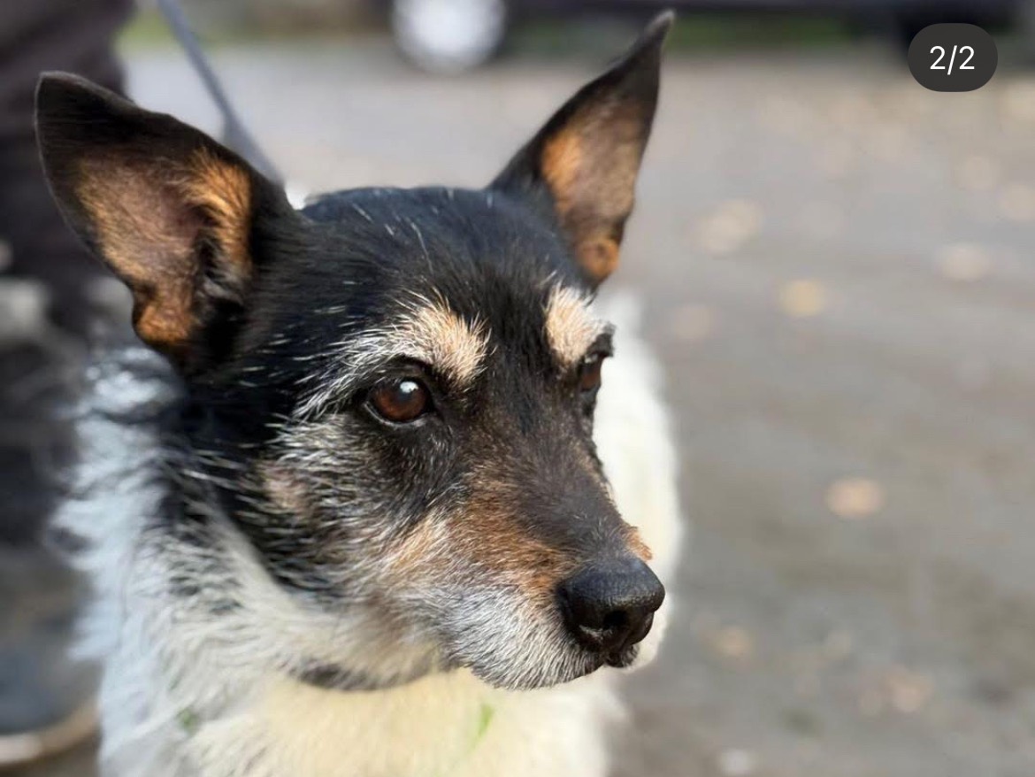 Adozione cane, maschio, Jack Russell Terrier Razza sconosciuta, 11 anni e 7 mesi, taglia piccola, Milano