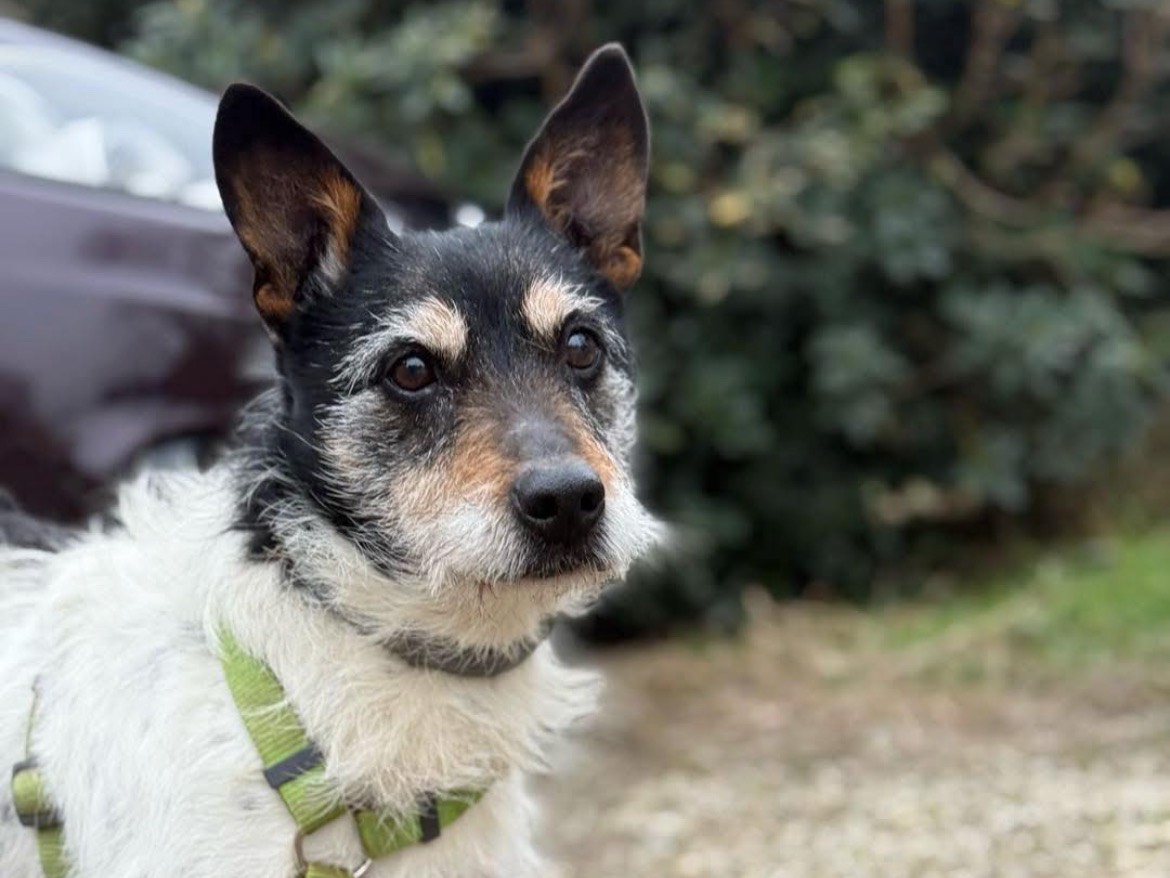 Adotta un cane, maschio, 11 anni e 7 mesi, Milano