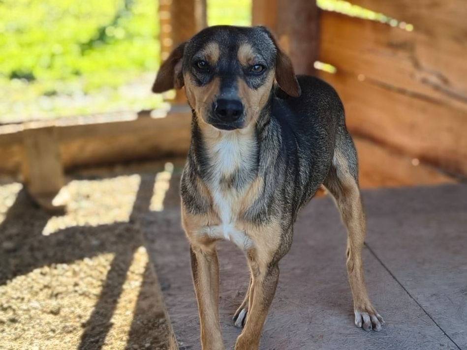 Adozione cane, maschio, Razza sconosciuta Razza sconosciuta, 1 anno e 6 mesi, taglia media contenuta, Crotone