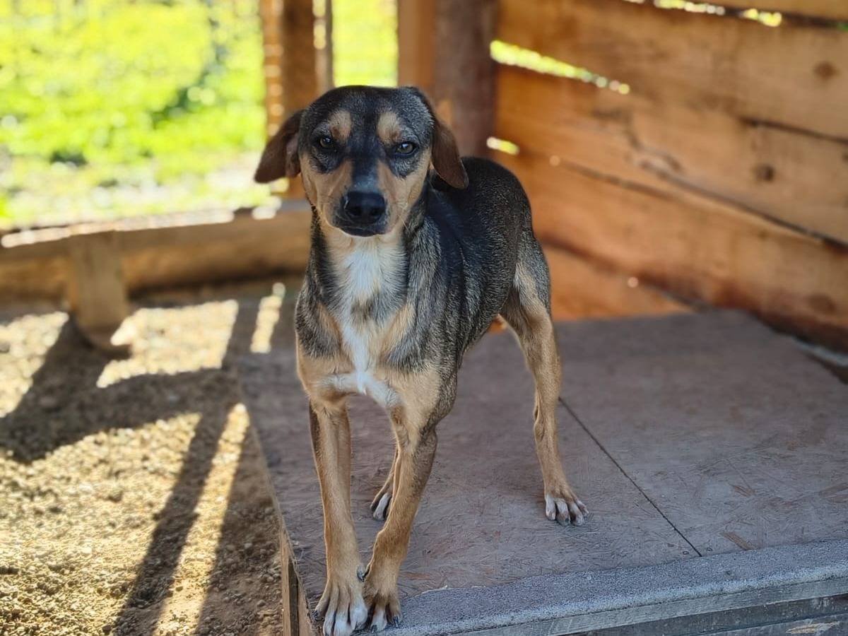 Adotta un cane, maschio, 1 anno e 6 mesi, Crotone