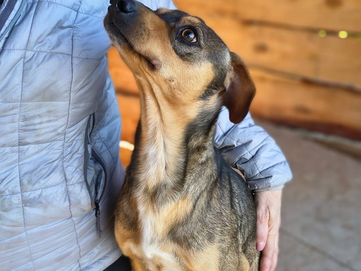 Adotta un cane, taglia media contenuta, maschio, Crotone