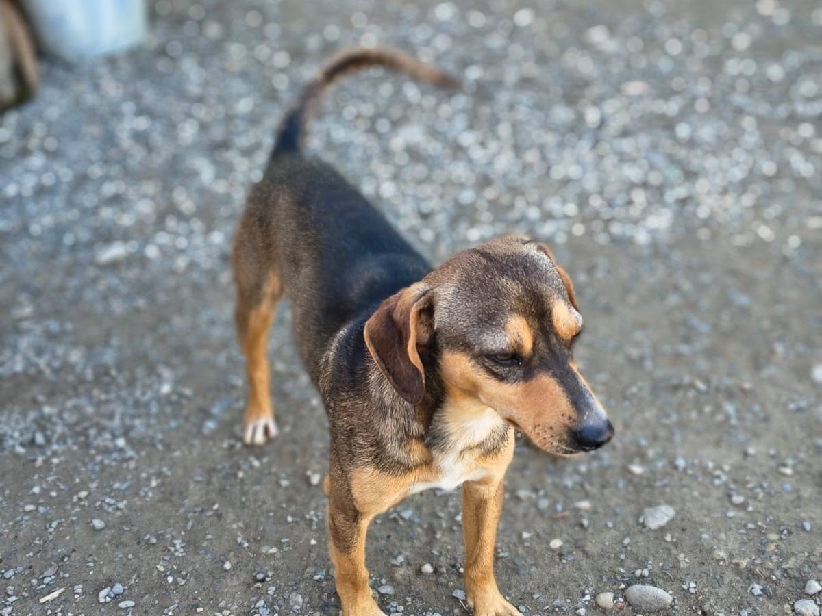 Vuoi adottare un cane a Crotone?