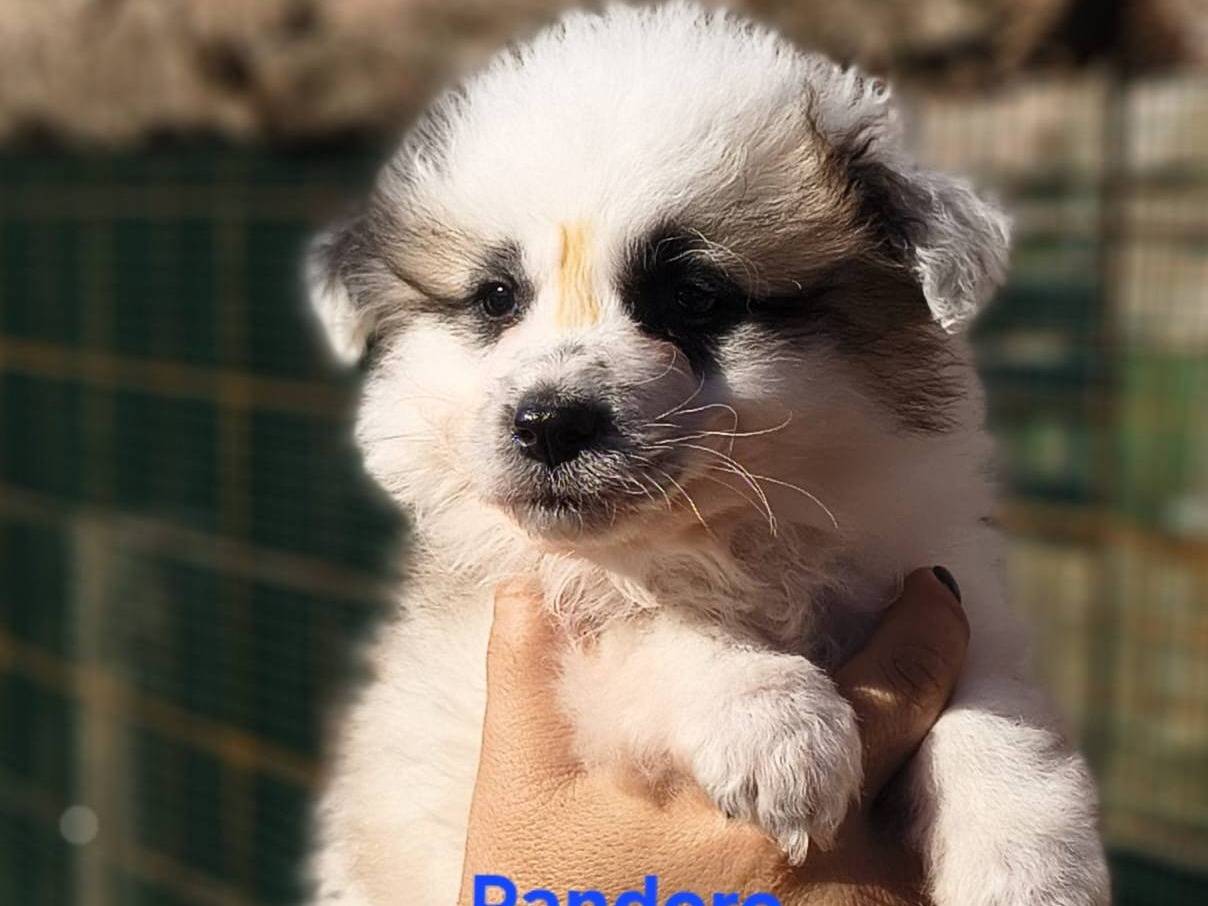 Adozione cane, maschio, Razza sconosciuta Razza sconosciuta, 2 mesi, taglia media contenuta, Crotone