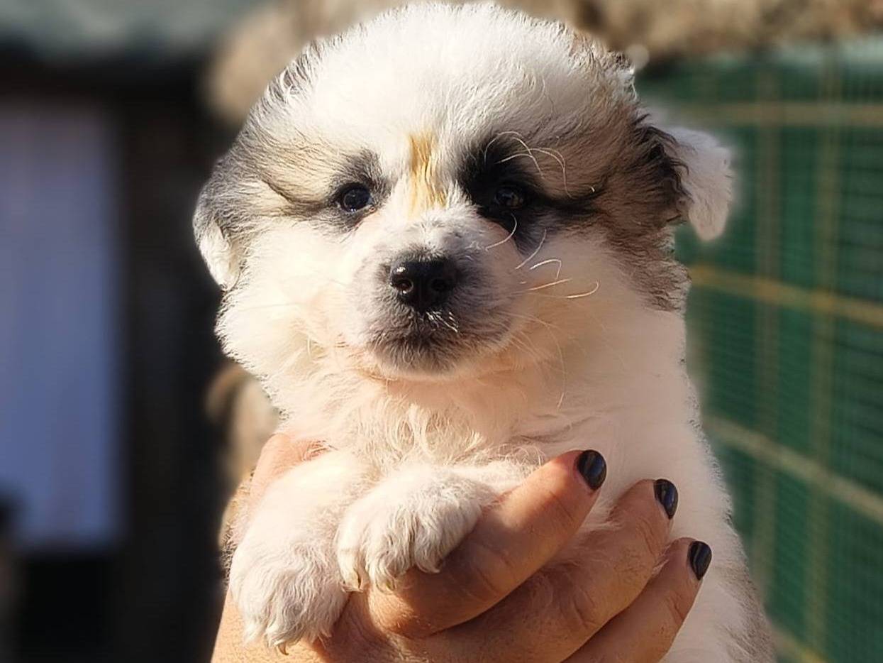Adozione cane, maschio, Razza sconosciuta Razza sconosciuta, 2 mesi, taglia media contenuta, Crotone