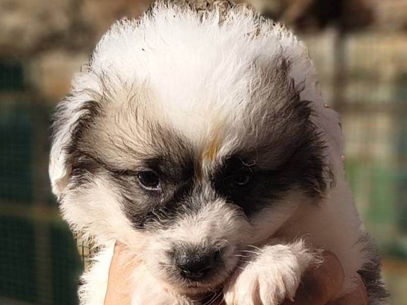 Adozione cane, maschio, Razza sconosciuta Razza sconosciuta, 2 mesi, taglia media contenuta, Crotone