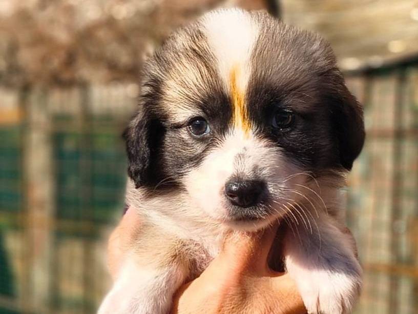 Adozione cane, femmina, Razza sconosciuta Razza sconosciuta, 2 mesi, taglia media contenuta, Crotone