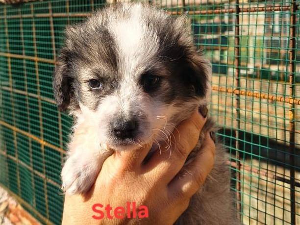 Adozione cane, femmina, Razza sconosciuta Razza sconosciuta, 2 mesi, taglia media contenuta, Crotone