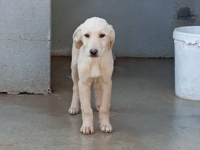 Adozione cane, maschio, Labrador Retriever Razza sconosciuta, 3 mesi, taglia media, Caserta