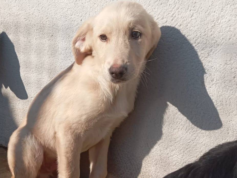 Adotta un cane, maschio, 3 mesi, Caserta