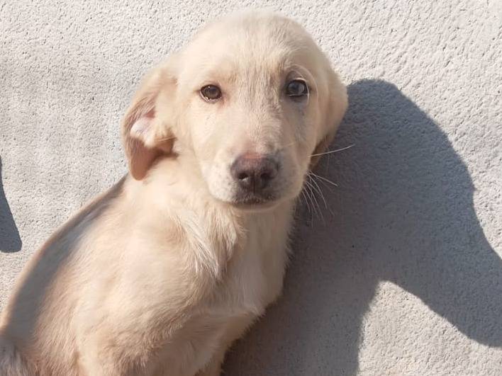 Adotta un cane, taglia media, maschio, Caserta