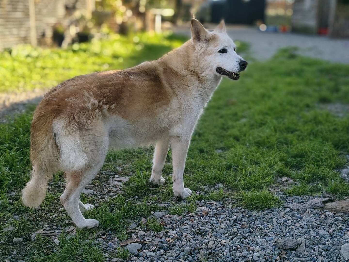 Adotta un cane, femmina, 17 anni e 6 mesi, Crotone