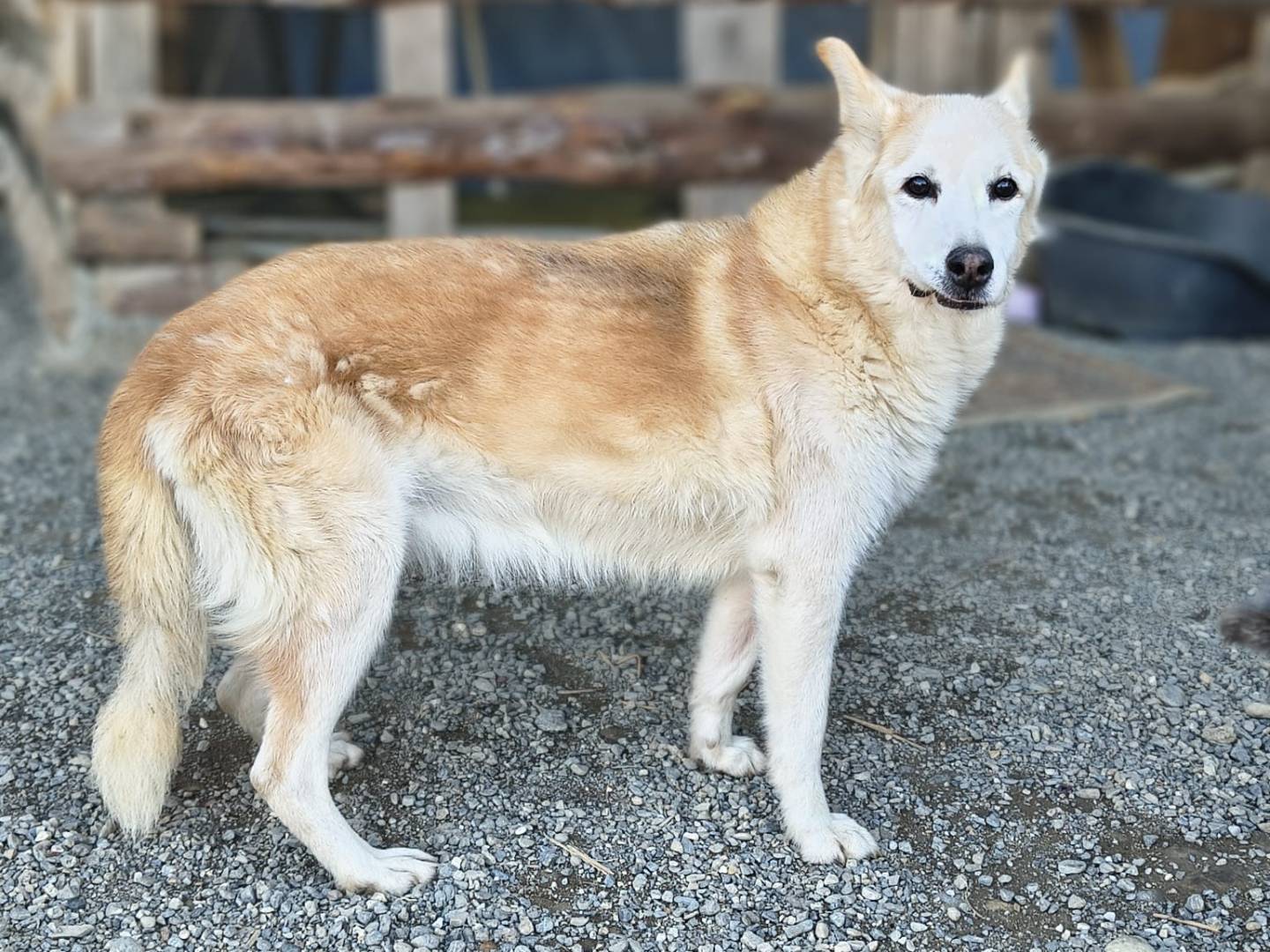 Adotta un cane, taglia media contenuta, femmina, Crotone