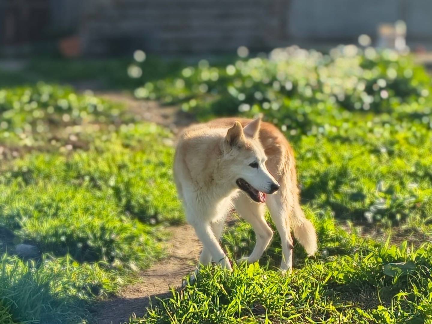 Vuoi adottare un cane a Crotone?