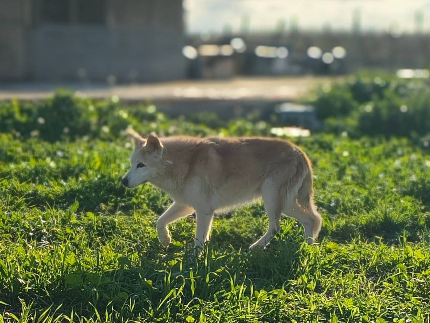 Adotta il cane nonna Luna a Crotone