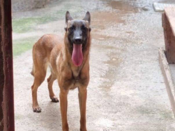 Adozione cane, femmina, Pastore Belga Malinois Razza sconosciuta, 1 anno e 7 mesi, taglia media, Crotone