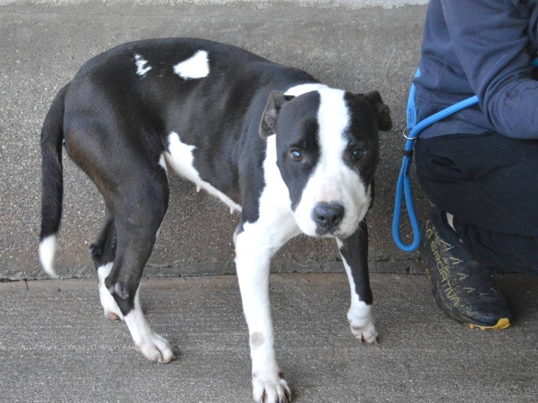 Adotta un cane, taglia media, femmina, Roma