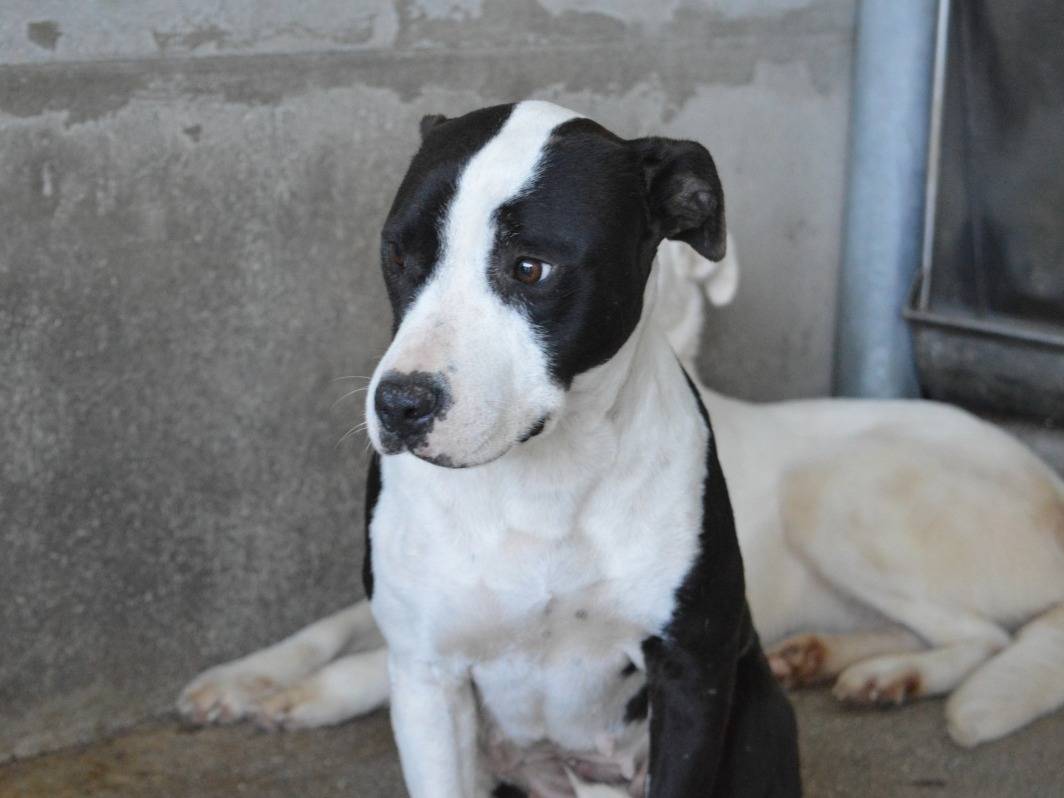 Vuoi adottare un cane a Roma?