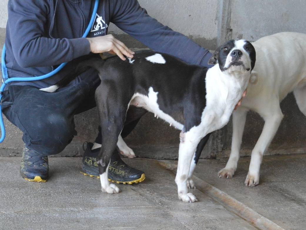 Adotta il cane Isaette a Roma