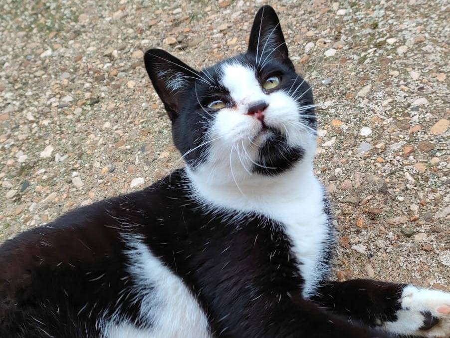 Adozione gatto, maschio, Razza sconosciuta Razza sconosciuta, 7 mesi, taglia non valida, Caserta