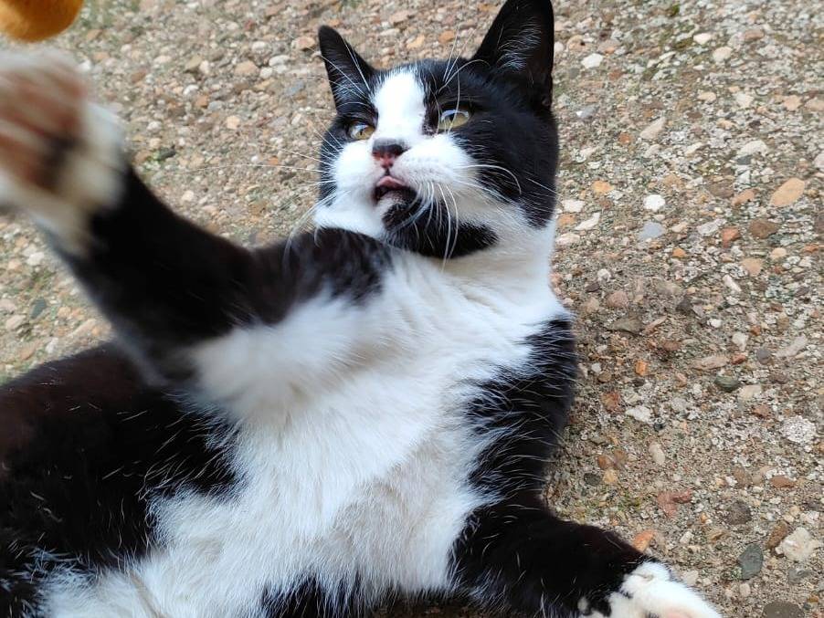 Adotta un gatto, maschio, 7 mesi, Caserta