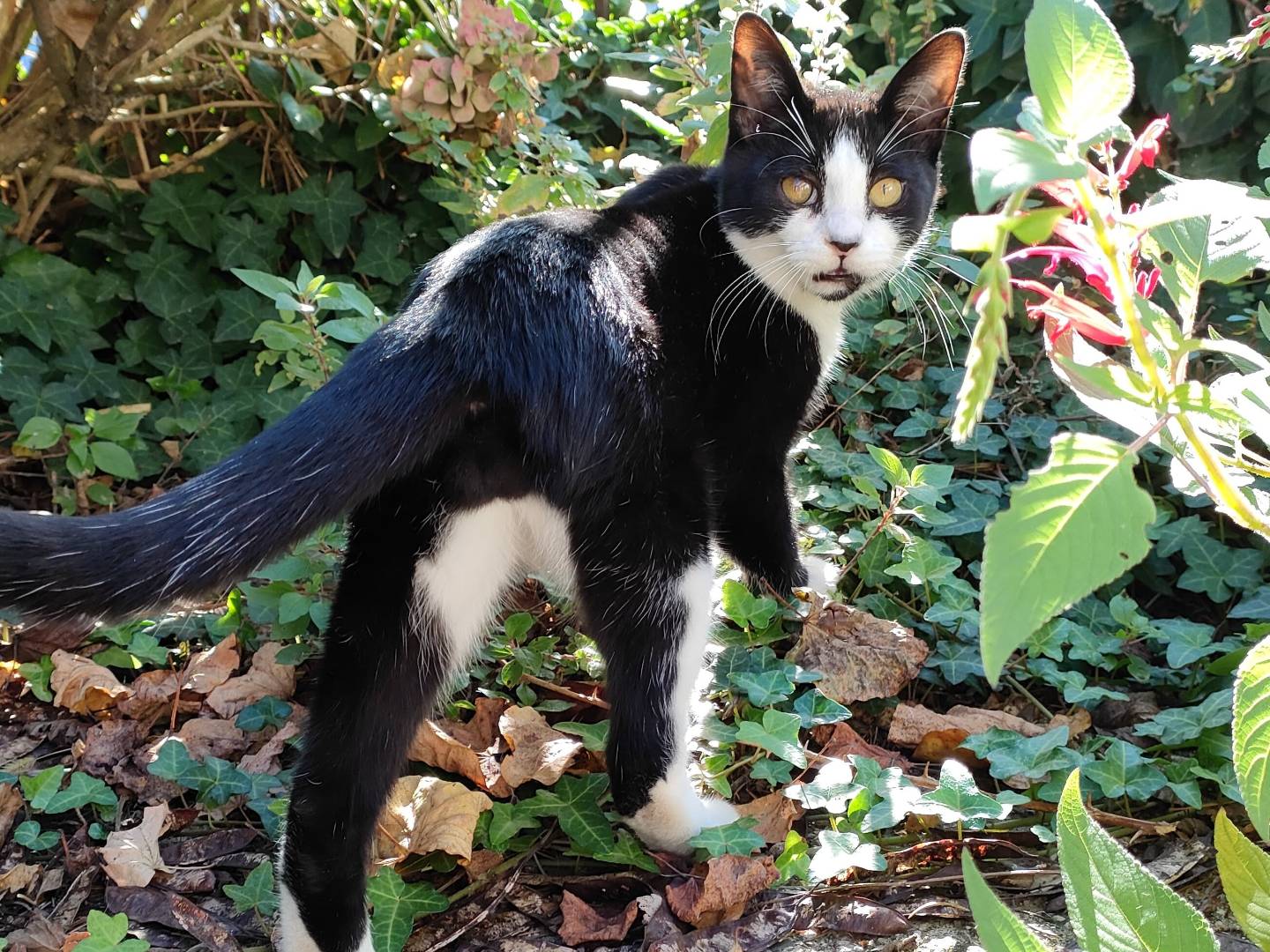 Adotta un gatto, taglia non valida, maschio, Caserta