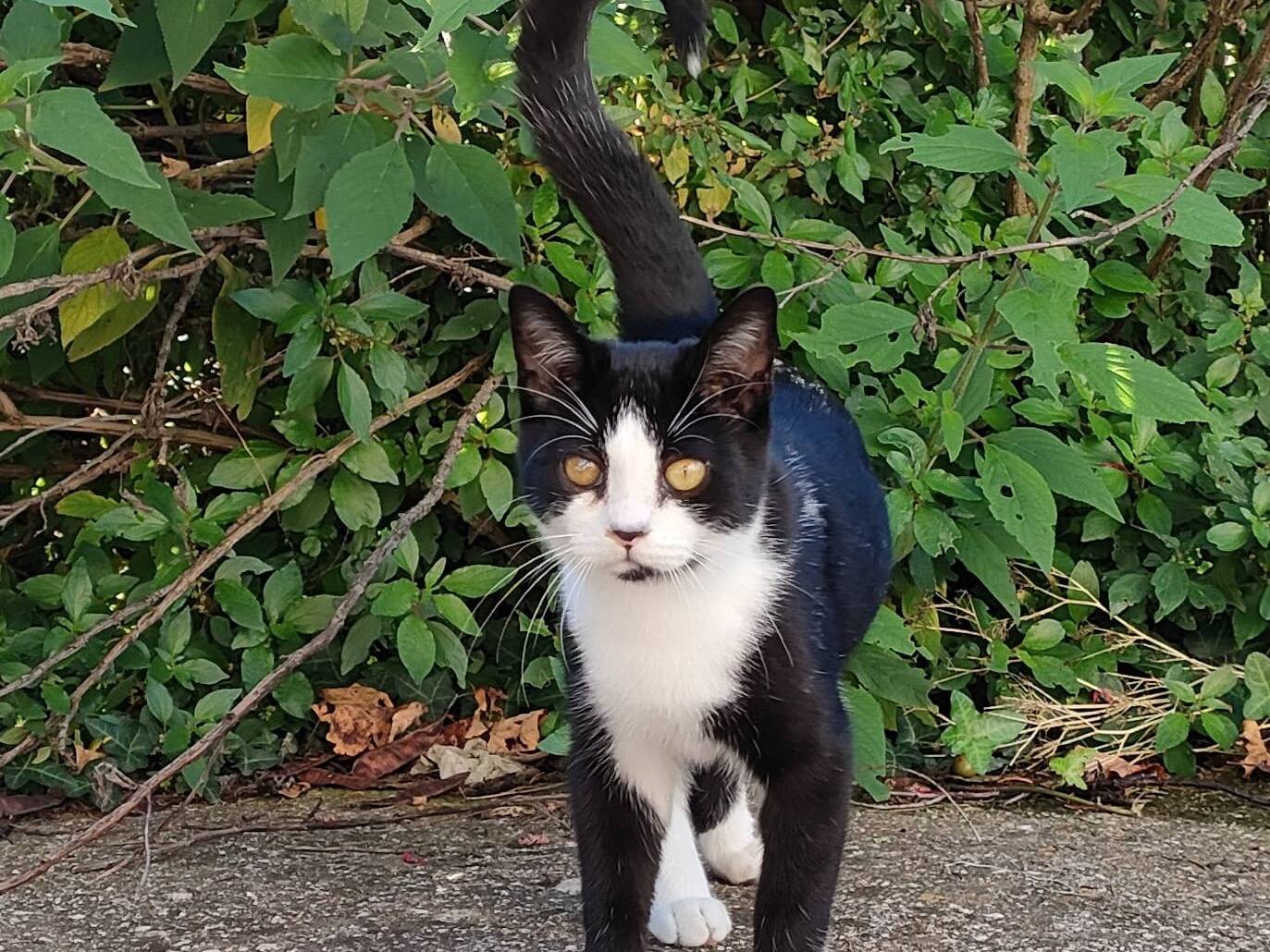 Vuoi adottare un gatto a Caserta?