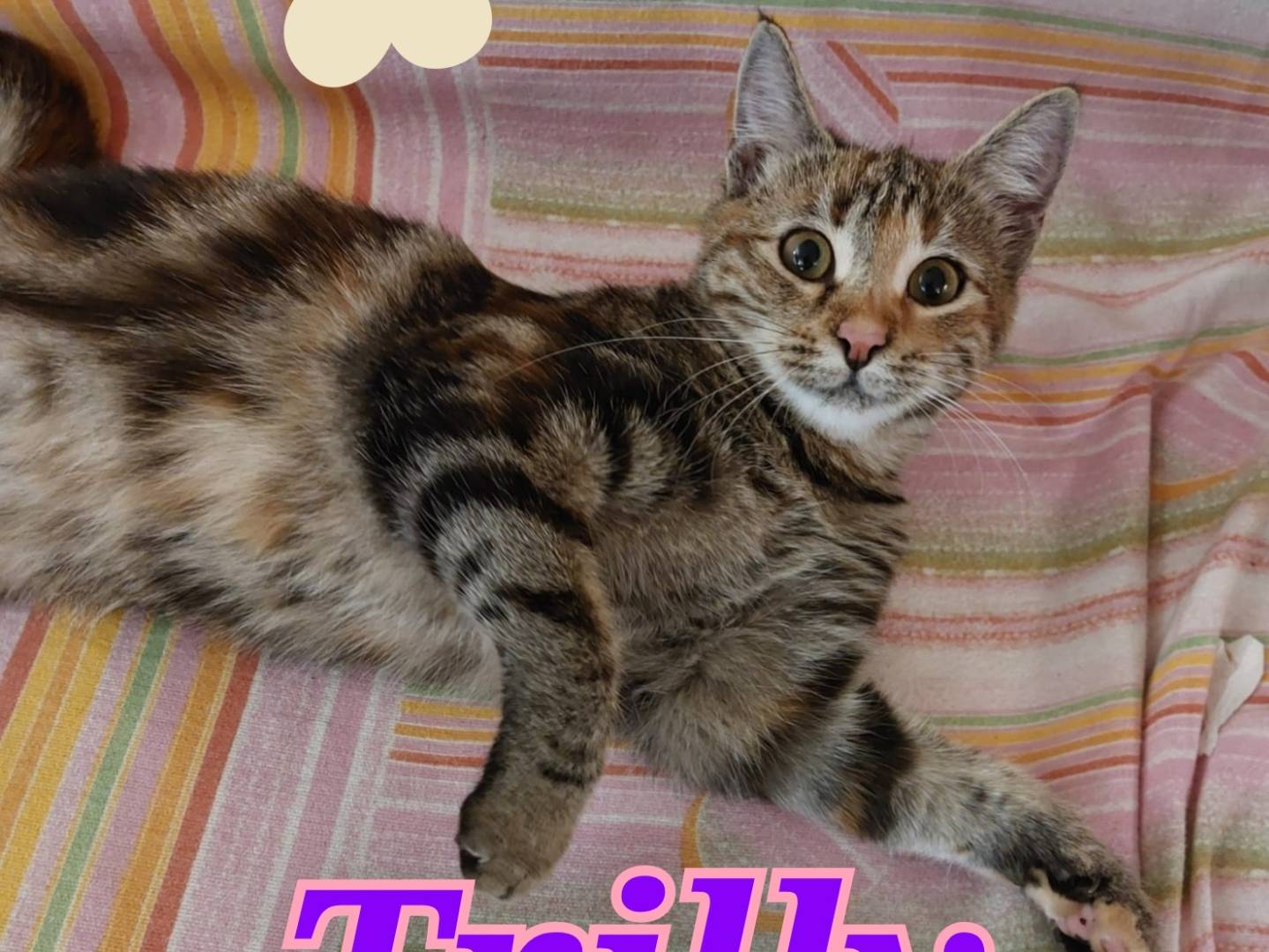 Adozione gatto, femmina, Razza sconosciuta Razza sconosciuta, 5 mesi, taglia non valida, Barletta