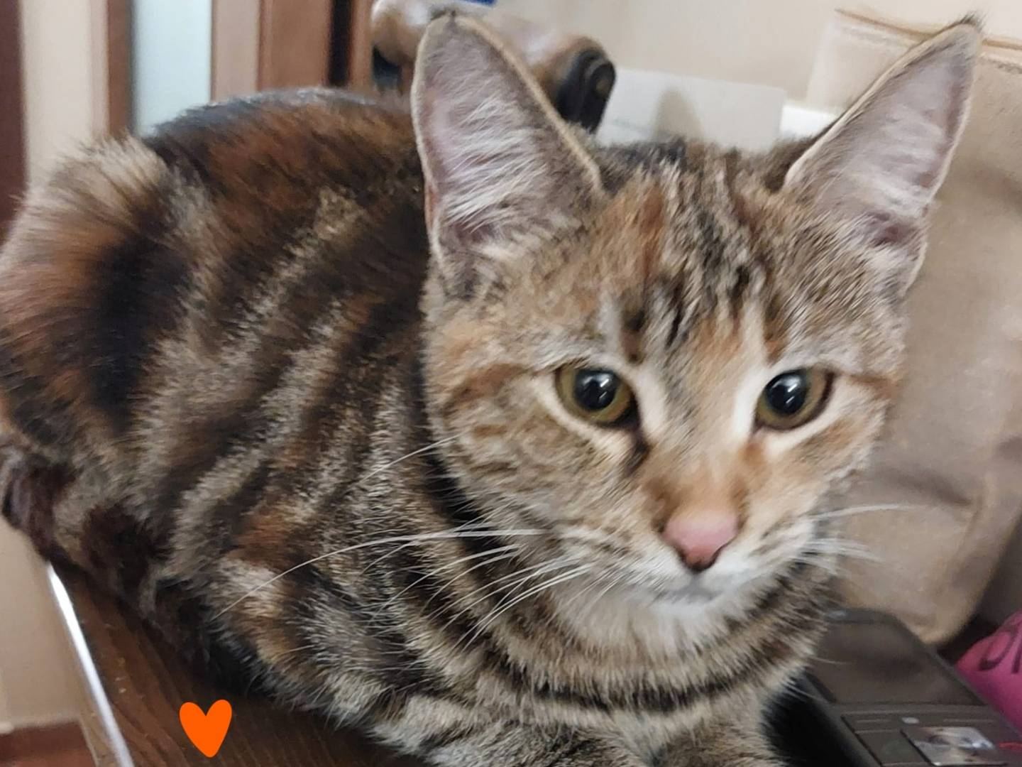 Adotta un gatto, femmina, 5 mesi, Barletta