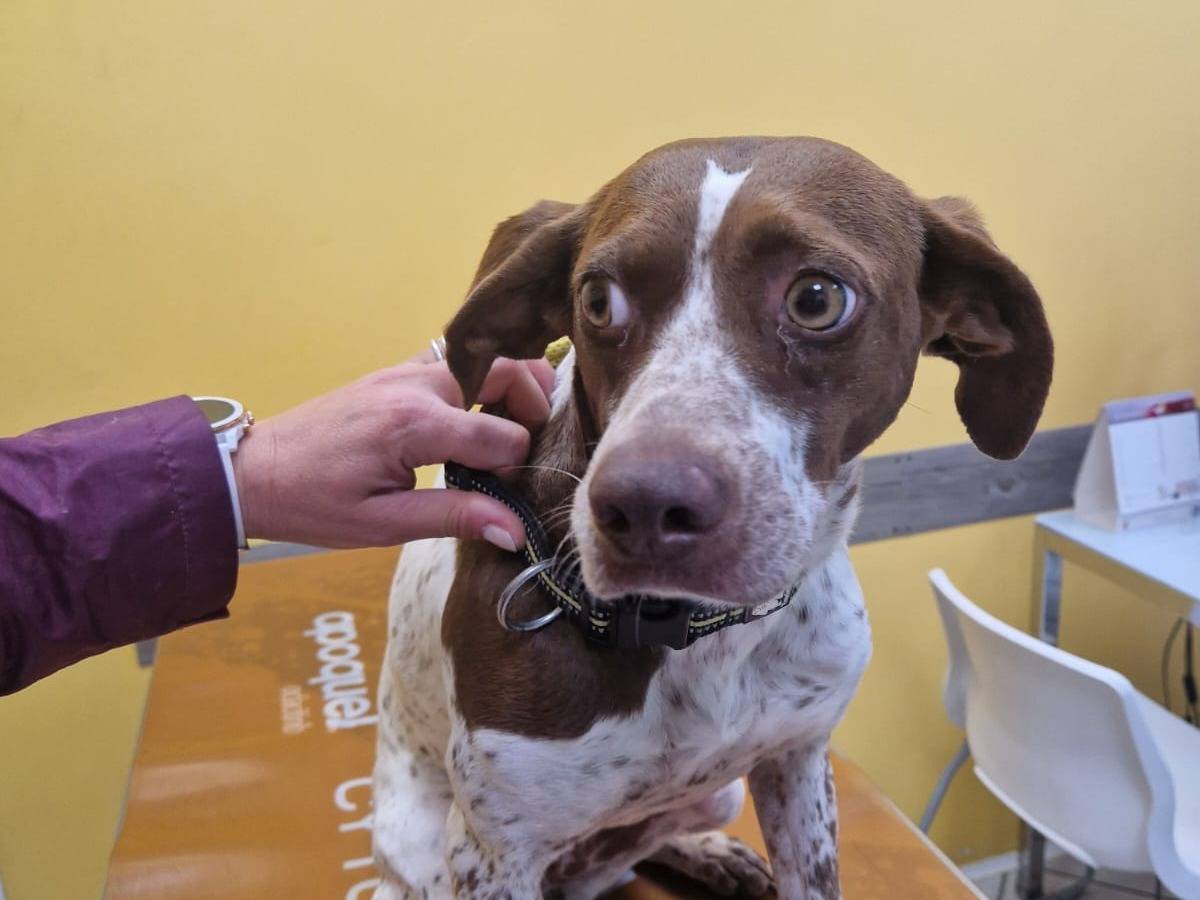 Adozione cane, femmina, Pointer Razza sconosciuta, 3 anni e 6 mesi, taglia media, Roma