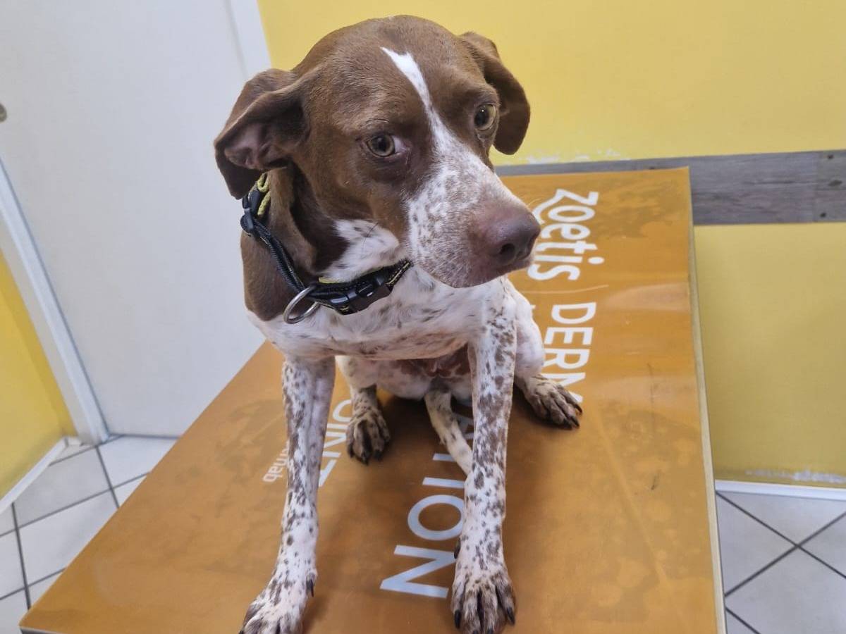 Adotta un cane, femmina, 3 anni e 6 mesi, Roma